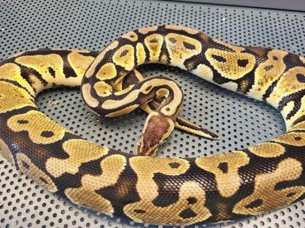 Image 5 of Male and female royal pythons available