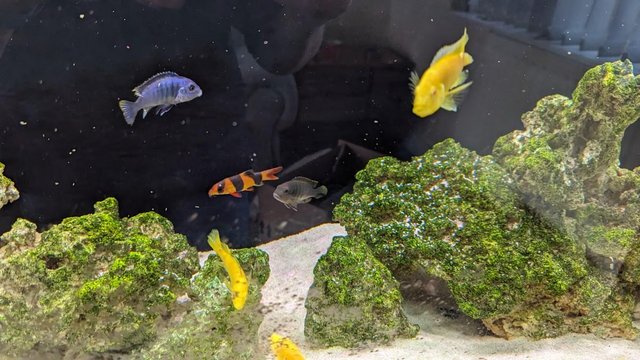 Image 5 of Malawi Cichlids and others 1-2 inches