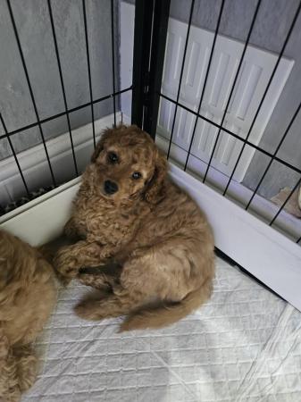 Image 2 of 2 male cavapoo puppys ready now