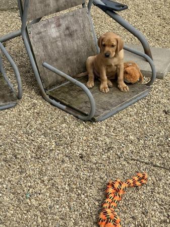 Image 15 of Gorgeous KC registered fox red Labrador puppies