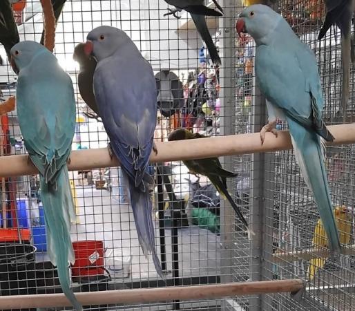 Image 6 of BIRDS/PARAKEETS/PARROTS AVAILABLE