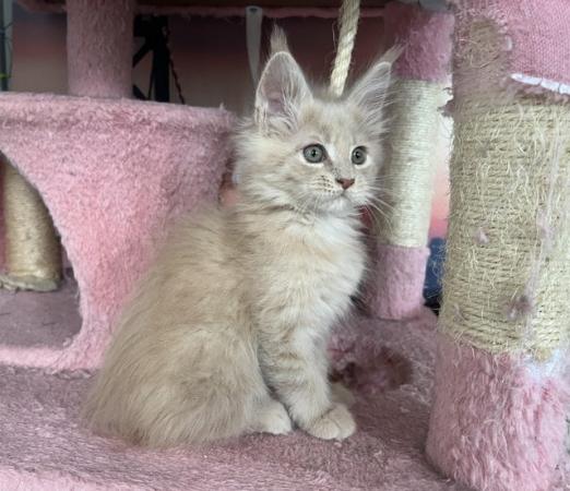 Image 5 of maine coon kittens available