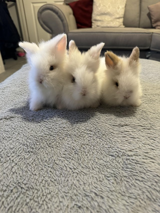 Preview of the first image of 3 Beautiful Lionhead Babies (boys).
