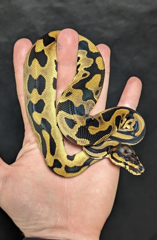 Preview of the first image of Reduced royal python morphs hatchlings and adults.