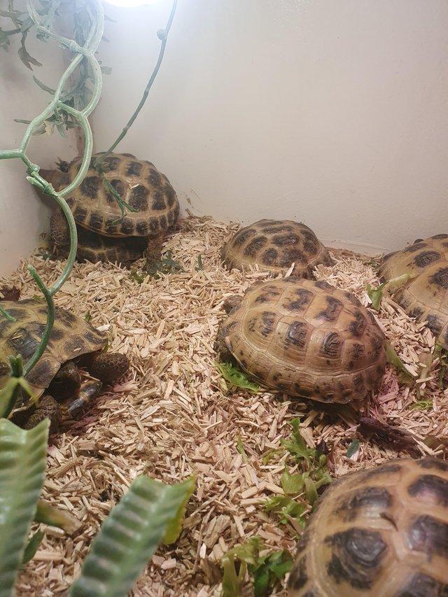 Preview of the first image of Horsefield tortoises male and female available.