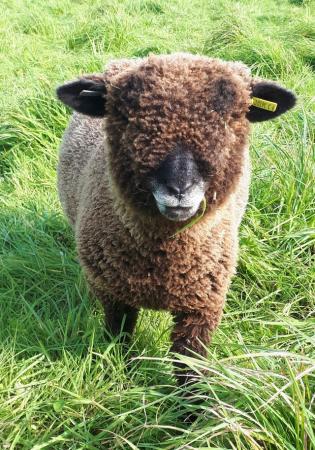 Image 6 of Tiny Coloured Ryeland Ewe - 12 months old - Pet Home Only