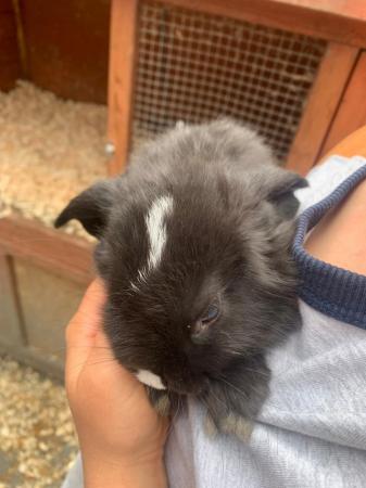Image 3 of 5 lovely Pure breed mini lops