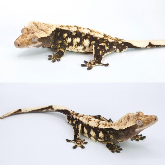 Preview of the first image of High End - High Contrast Jet Black Male Crested Gecko.