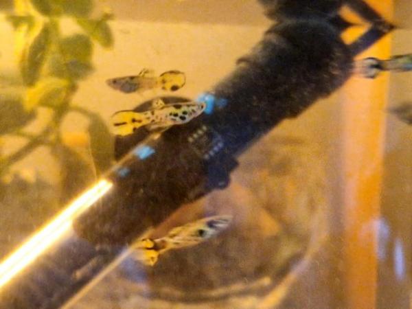 Image 2 of Male Yellow Leopard Endler Guppy £10 for all 5