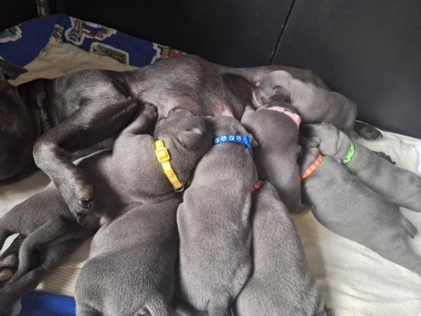 Image 11 of Blue staffy puppies mixed litter