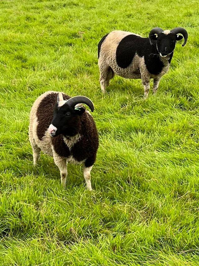 Preview of the first image of Shetland black flecket pedigree rams.