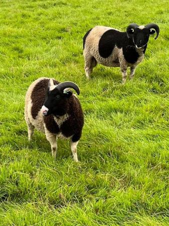 Image 1 of Shetland black flecket pedigree rams