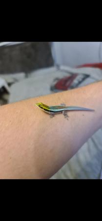 Image 2 of Phelsuma Klemmeri  neon day gecko male