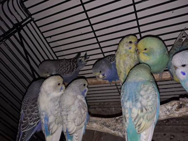 Image 6 of Young baby budgies hand tamed for sale