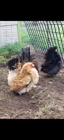 Image 1 of Japanese Frizzle chicks