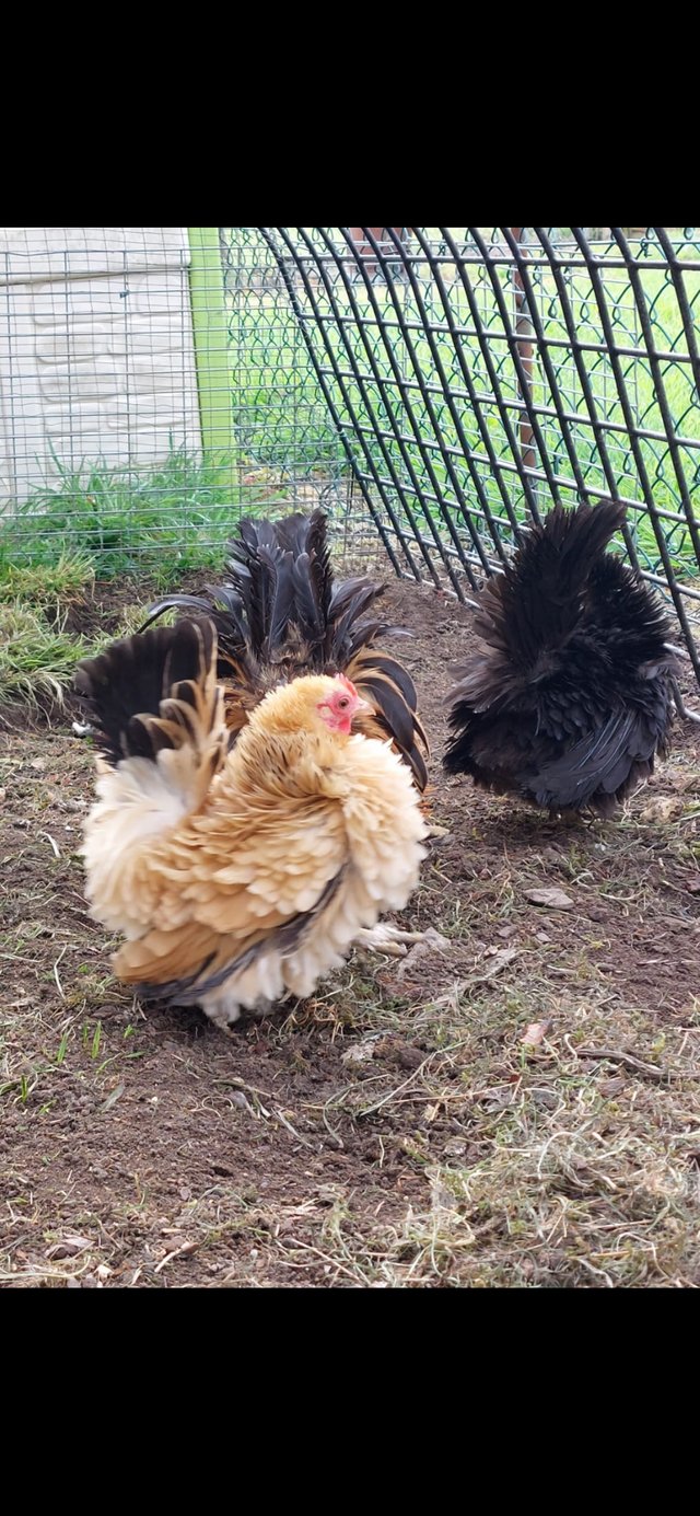 Preview of the first image of Japanese Frizzle chicks.