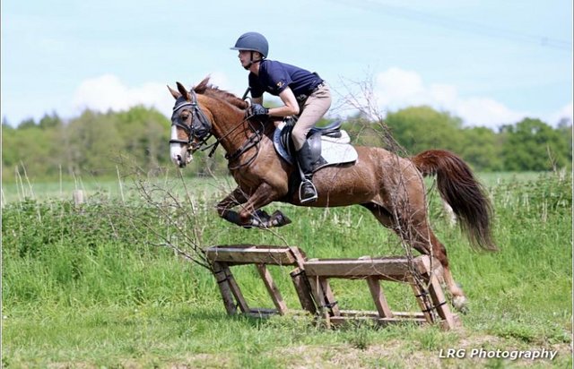 Image 3 of 14.1hh Pony club superstar