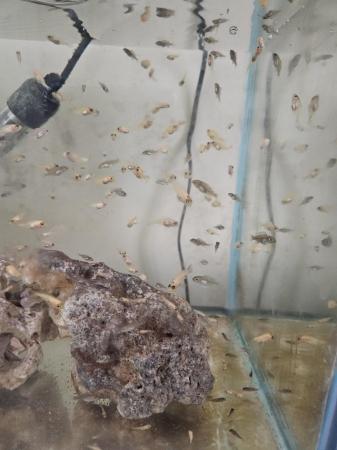 Image 7 of 3-6 month old african cichlid for sale