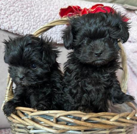 F1 Maltipoo puppies for sale male/females for sale in Chislehurst, Kent - Image 4