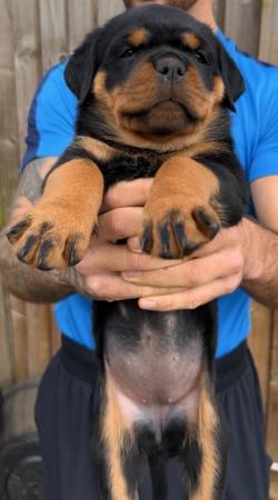 Image 6 of KC registered Chunky Rottweiler Puppies