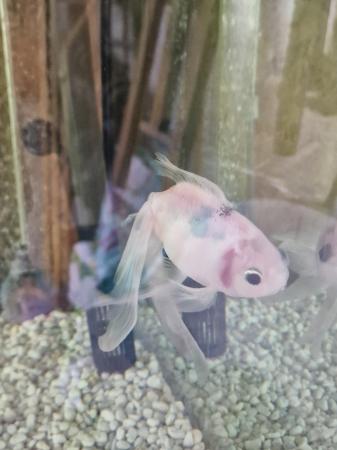 Image 4 of Two fancy goldfish for sale