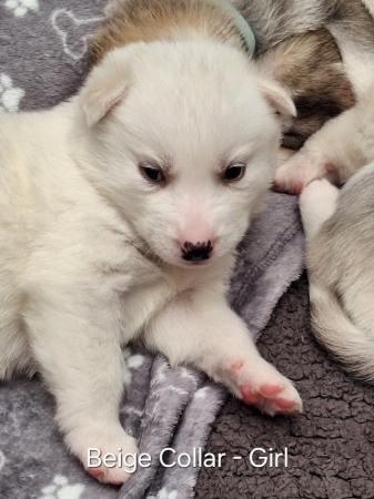 Image 4 of Siberian Husky Puppies - ONLY 1 GIRL & 1 BOY LEFT