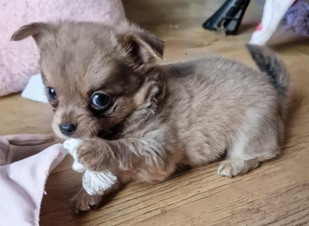 Image 16 of Super fluffy long-haired Chihuahua puppies, READY NOW!