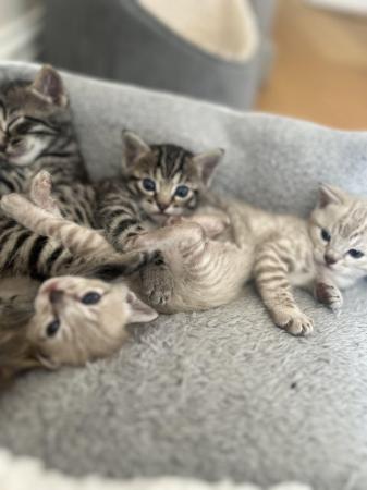 Image 7 of Pure Bengal kittens seeking new homes
