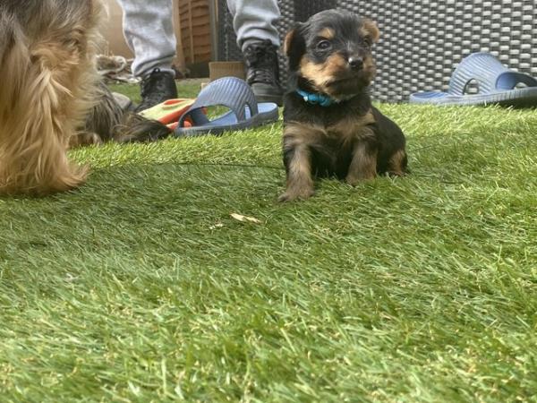 Image 17 of Yorkshire terrier puppies