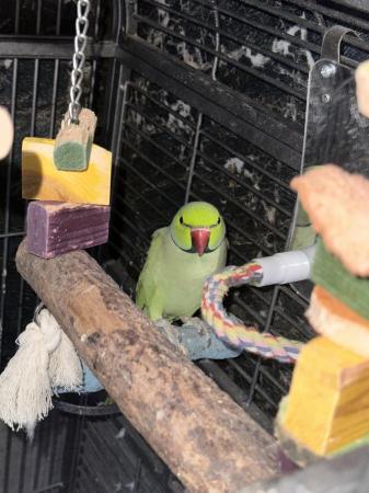 Image 2 of Male ring neck parakeet, with cage