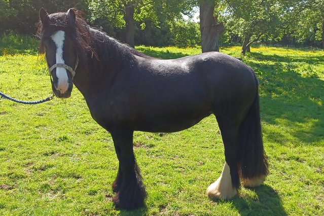 Image 3 of Two ponies for sale 11hh and 12hh non ridden