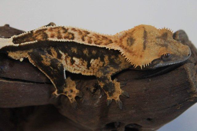 Image 8 of Crested geckos males and females