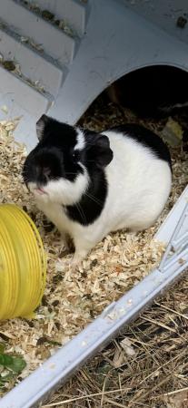Image 3 of Cookie & Blaze female guinea pigs £45