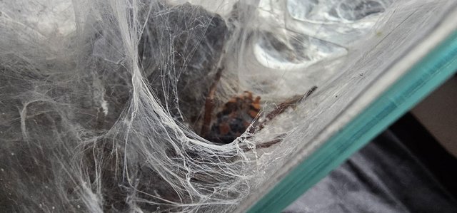Image 4 of Tarantula for sale with enclosures