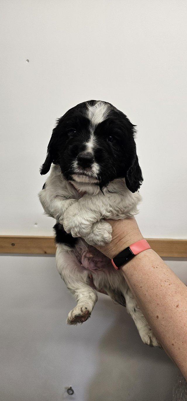 Preview of the first image of Black and white springer pups.