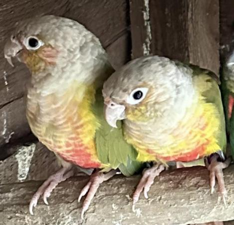Image 2 of Pair of pineapple conure and a blue conure male