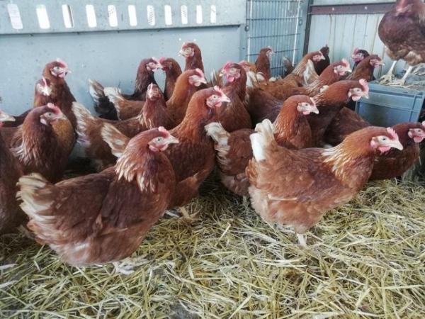 Image 4 of Chicken run coop 2-4 birds, chicks or  broody hens