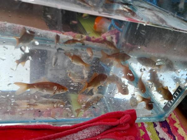 Image 6 of Multiple baby goldfish for sale