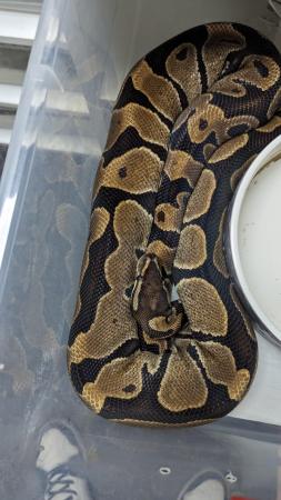 Image 16 of Whole collection of royal pythons for sale