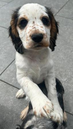 Image 12 of Kc registered cocker spaniel pups ready 25 th April