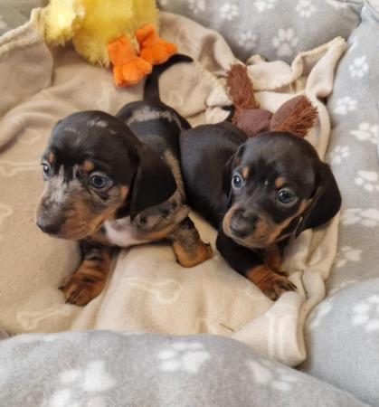 Image 8 of Lovely standard dachshund boy puppies