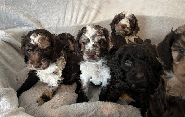 Image 3 of Ready now Beautiful litter of 9chocolate merle cockapoo’s