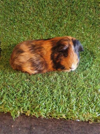 Image 27 of Guinea pigs males and females