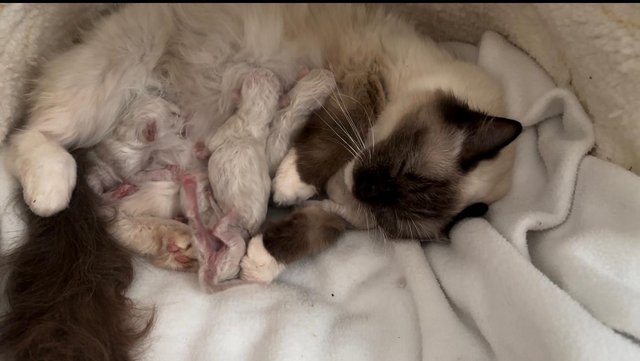 Image 5 of Beautiful sealtabby mitted girl available