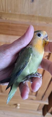 Image 2 of Peach faced lovebird baby for sale