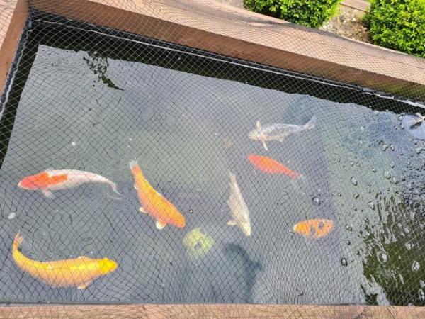 Image 5 of Seven large koi fish for sale