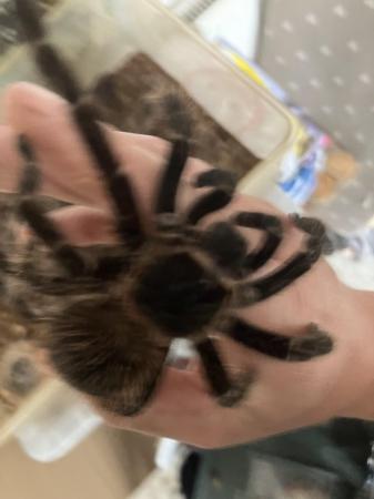 Image 4 of About two year old pink salmon tarantula