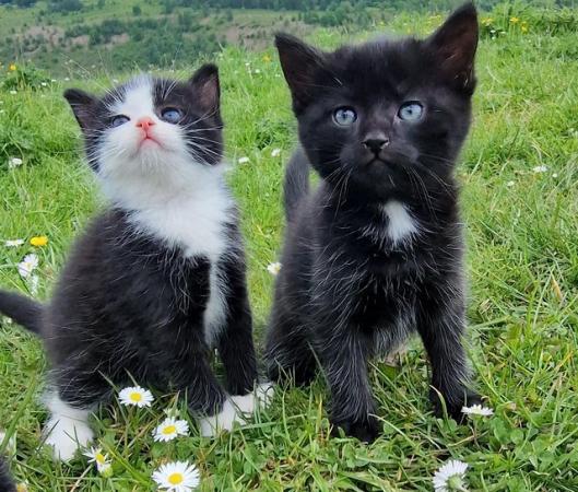 Image 3 of 3 beautiful British short haired kittens