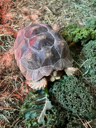 Image 4 of 2 sulcata tortoises for sale