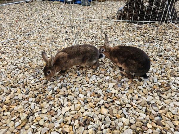 Image 3 of Rex rabbits both sexs available various colours